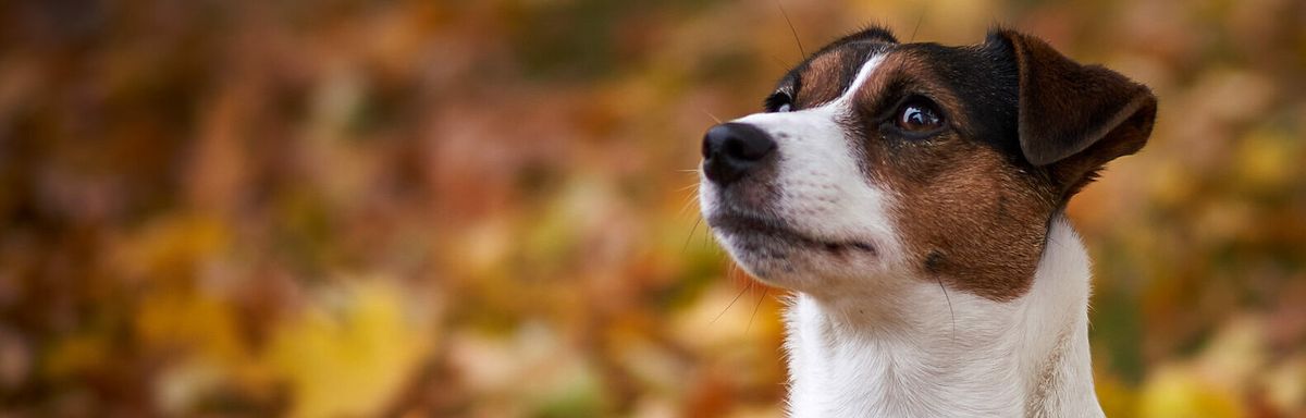 Jack Russell terrieri syksyn lehdissä