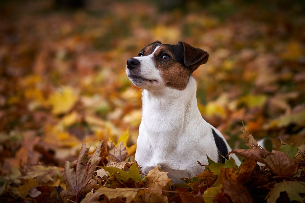 Jack Russell terrieri syksyn kultaisten vaahteranlehtien keskellä