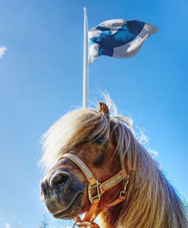 Poni ryhdikkäänä Suomen lipun liehuessa sinitaivaalla