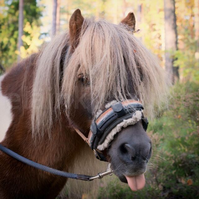 Poni kieli ulkona pilke silmäkulmassa metsäpolulla